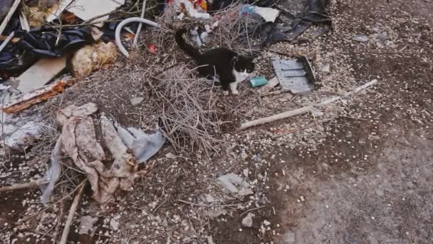 Chat errant dans une poubelle sale dans un ghetto avec beaucoup de déchets, habitat non hygiénique pour les animaux de la rue — Video