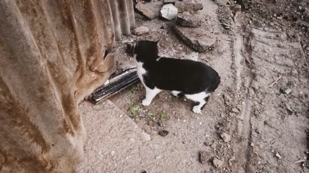 Zwart-wit kat verkennen getto achtertuin en loop dan weg op vuile kale grond in slow-motion — Stockvideo