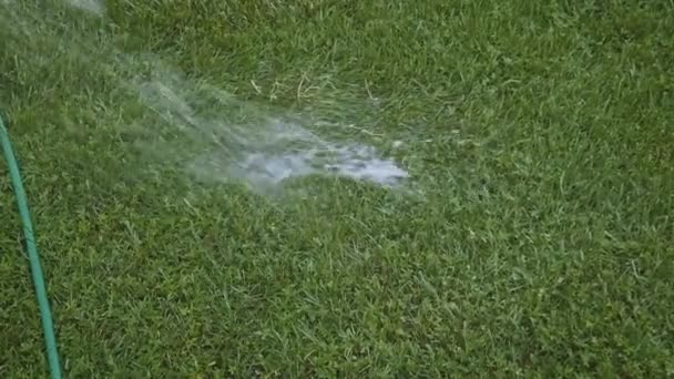Manuell vattning gardeb eller bakgård från slang. Vatten rinner på gräsmattan — Stockvideo
