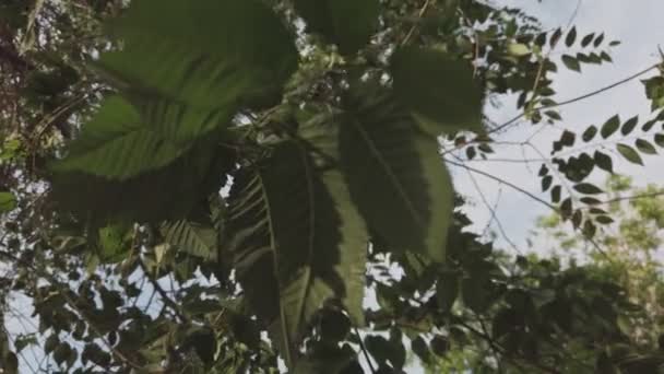 夏城的榆树 — 图库视频影像
