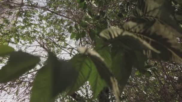 Groene iep bladeren in de voorkant van de hemel. Van onder het zicht bij schemerig groen gebladerte in park — Stockvideo