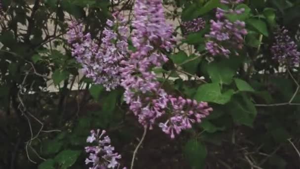 Blossoming lilac bush. Syringa flowers moving on wind — Vídeos de Stock