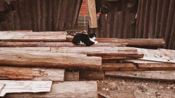 Unflappable street cat is sitting by old logs in the ghetto — Stock video