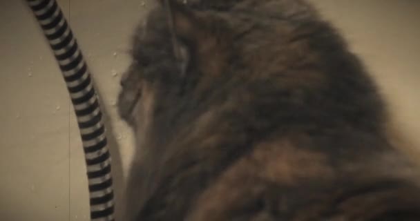 Grå katt katching vattnet vintage skadad 16mm film imitation skjuta — Stockvideo