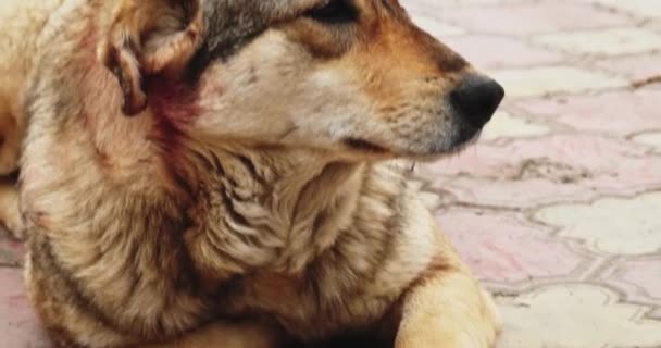 Stray dog is resting on pavement and looking away of camera. Mongrel alone. — Vídeos de Stock