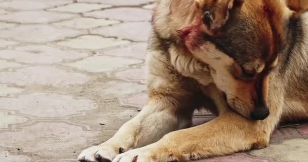 Уличная собака кусает блох из меха, пока лежит на тротуаре. — стоковое видео