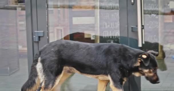 Herrelös hund utforska papperskorgen framför gallerians dörrar — Stockvideo