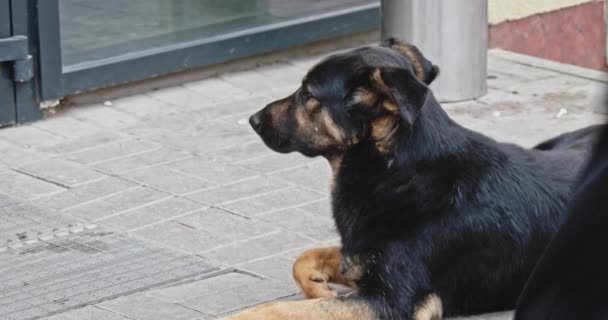 Hongerige dakloze hond houdt de winkeldeuren in de gaten — Stockvideo