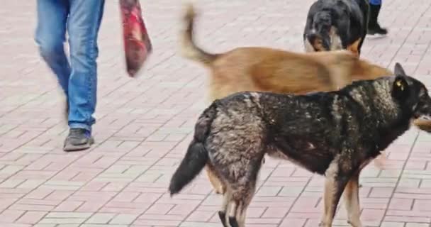 Os cães rasteiros irritam os peões. Cidades russas são aterrorizadas por pacotes de cães vadios após nova Lei de Proteção Animal aprendida pelo governo — Vídeo de Stock