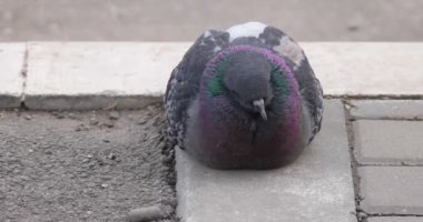 Sokak güvercini soğuk havada kaldırımda oturuyor..