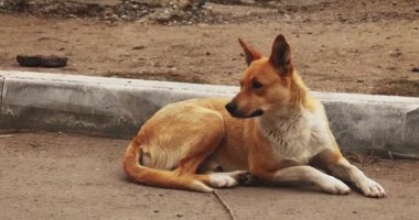 Brown mongrel resting near curbstone than run away limping tracking shot