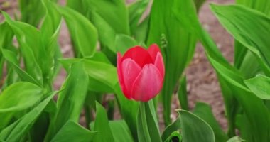 One red tulip in the garden at leaves background with place for text. Spring flowers florist shop or a tulip festival promo.