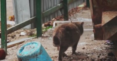 Stray cat walk away in trash dumpster area. Tabby stray cat leaving