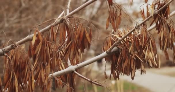 Ramos de bordo comum com sementes secas. Nome latino Acer acer — Vídeo de Stock