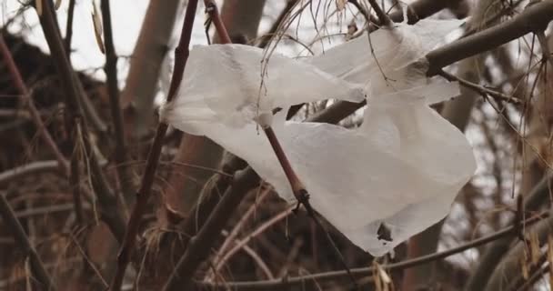Torn plastic bag is on the branches of bare tree in winter flutering on wind — Stock Video