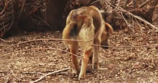 Stray dog is walking away in forest, rear view handheld shot — Vídeos de Stock