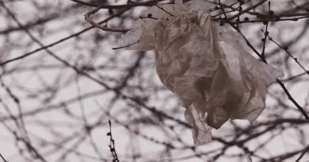 Βρώμικη πλαστική σακούλα στα κλαδιά του γυμνού δέντρου το χειμώνα να επιπλέει στον άνεμο. — Αρχείο Βίντεο