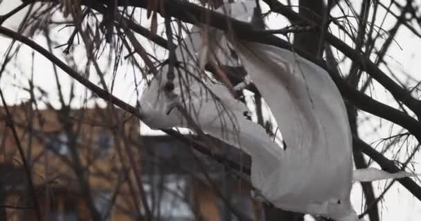 Vecchio pezzo sporco e strappato di plastica svolazzante nel vento sui rami degli alberi — Video Stock