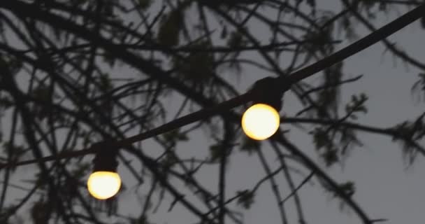 Depressive shot with mudy garlands in front of the bare tree branches — Video Stock