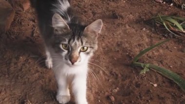 Yavaş yavaş küçük sokak kedisinin yüzüne doğru ilerliyor. Yavru kedi kokluyor ve dikkatli görünüyor.
