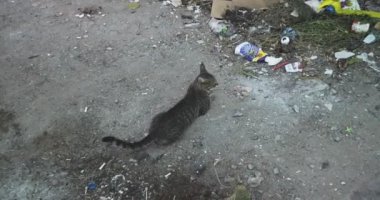 Sokak kedisi çöp konteynırının yanında çıplak bir zeminde yatıyor.