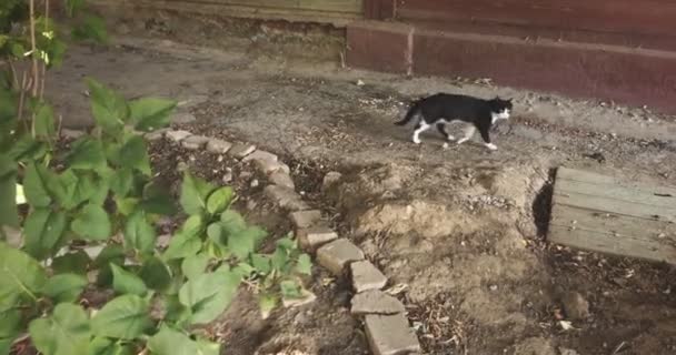 Black and white homeless cat walking outdoors across frame alone — Stock Video