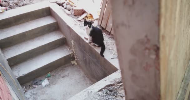 Gato preto e branco na zona de construção sentado na estrutura escadas de concreto — Vídeo de Stock