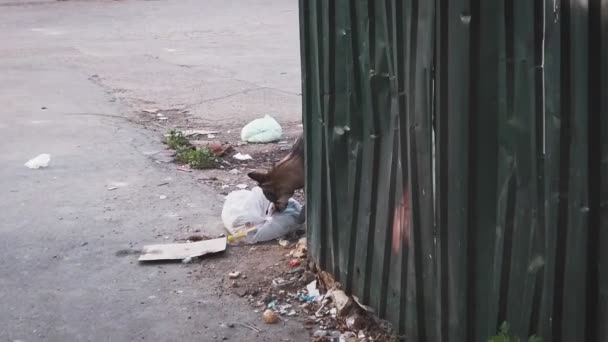 Sokaktaki terk edilmiş köpek çöplüğün yakınındaki plastik torbada yemek yiyor. — Stok video