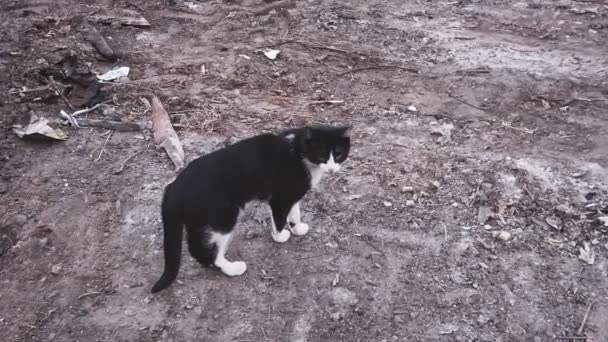 Siyah beyaz kedi yavaş çekimde kameradan uzaklaşıyor. — Stok video