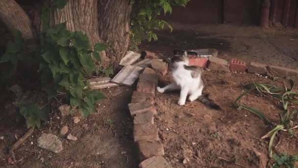 Anak kucing liar yang indah dirawat di tanah telanjang dan daripada pergi ke kamera bertanya makanan — Stok Video