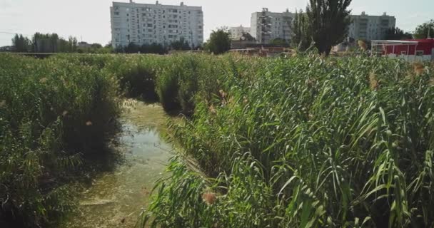 Kleiner Fluss mit Wasserlinsen und Schilf von beiden Seiten Ghetto Nachbarschaft im Hintergrund bedeckt — Stockvideo