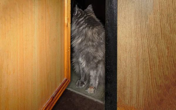灰色の猫は開いているドアの隙間に座っていると離れて見て — ストック写真