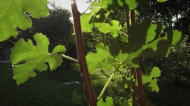 Genç akçaağaç dallarının parkta arka planda çekilmiş yaya görüntüsü.