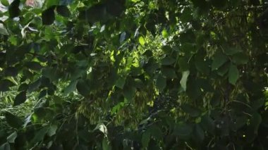 Akçaağaç yaprakları gövdesinden yeni dallar açar.