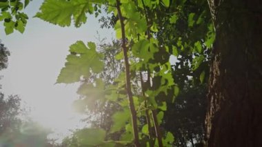 Parkta yeşil akçaağaç yaprakları, güneş ışığıyla yakın plan.