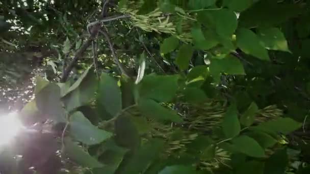 Gröna lönnhelikopterfrön hängande från en gren med blinkande sol bakom — Stockvideo