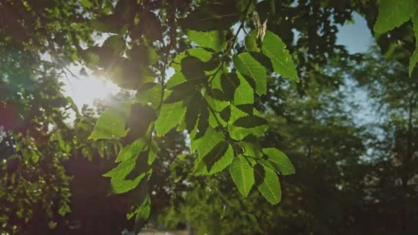 Verse bladeren op takken van een iep in de lente verlicht. Knipperende zon natuurlijke schot. — Stockvideo