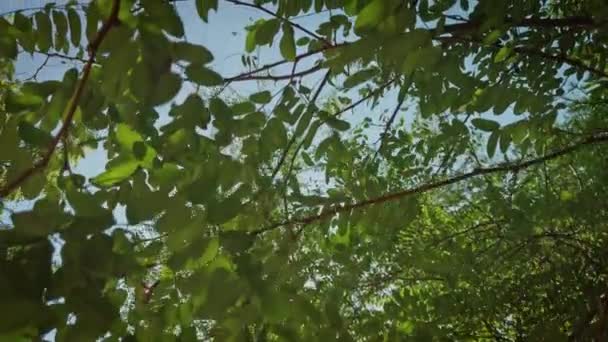 Árvore de acácia verde pedestal tiro na frente do céu — Vídeo de Stock