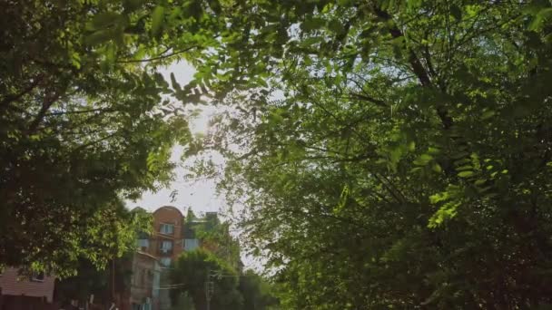 Zon fakkels in groene luifel in het park met appartementen op de achtergrond — Stockvideo