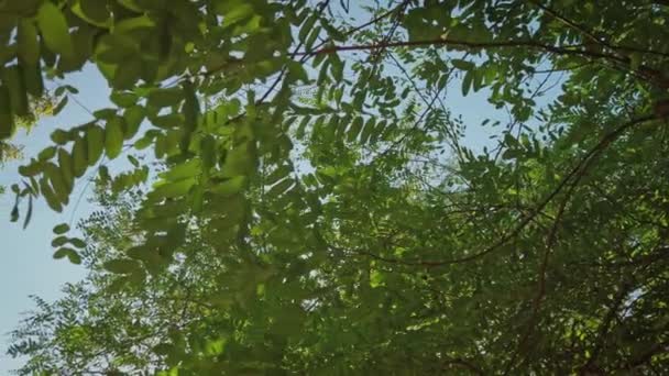 Panoramische opname in het park met groene acacia en iepen en delicate zonnevlammen — Stockvideo