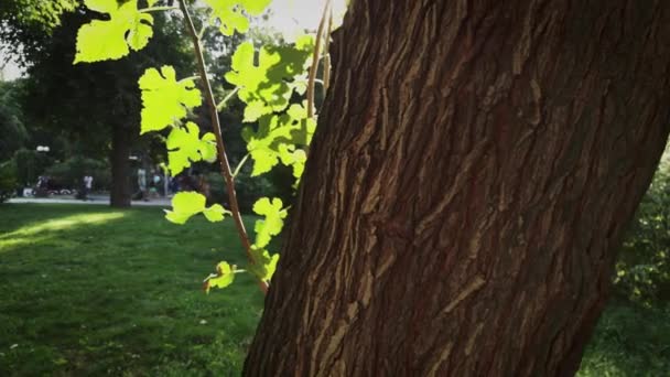 Trunk van oude esdoorn boom met verse bladeren op jonge brnches in het park, dolly shot backlit slow motion — Stockvideo