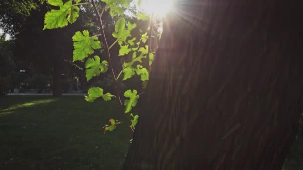 Vieux tronc d'arbre jeunes feuilles vertes au coucher du soleil clignotant la lumière du soleil fusées éclairantes gros plan. Feuilles vertes fraîches. Rayons solaires à travers le tronc de l'arbre. Scène de parc idyllique. Tourisme, conservation de l'environnement, saisonnier — Video