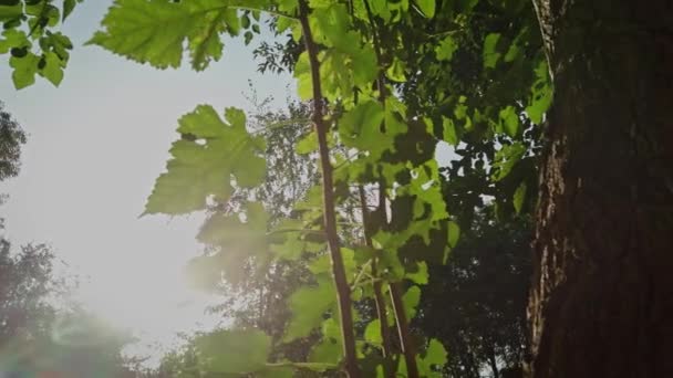 Groene bladeren van esdoorn in park close-up met zonnevlammen — Stockvideo