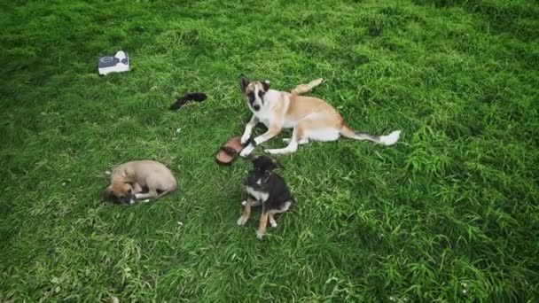 Mam hond speelt met schoenen en puppy 's over. De pups liggen naast haar moederlijke liefde en zorg. Grappige familie spelletjes buiten — Stockvideo