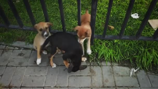 Śmieszne szczeniaki bawiące się na świeżym powietrzu na zielonym letnim trawniku. Szczęśliwe zwierzęta cieszą się życiem. Małe słodkie psy spowolnione — Wideo stockowe