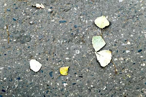 Ciment avec des feuilles — Photo