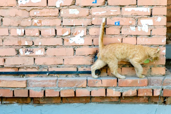 Gato vermelho em uma parede — Fotografia de Stock