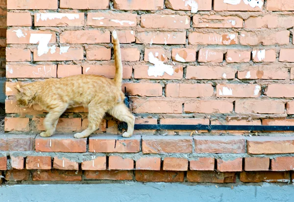 Gato vermelho em uma parede — Fotografia de Stock