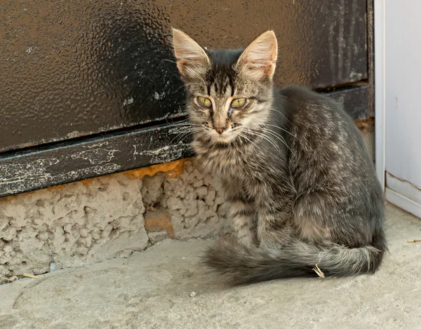 Tabby homeless kitten — Stock Photo, Image