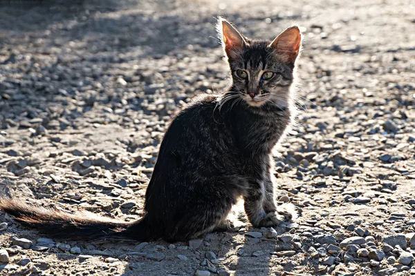 Kattunge som sitter utomhus — Stockfoto